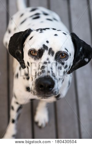 Head Of A Dalmatian Dog
