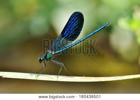 dragonfly outdoor in summer (coleopteres splendens)