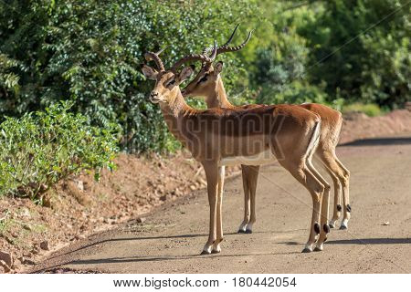 Two male impalas standing on a dirt road in Marakele national park