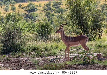 Impala (Aepyceros melampus) in Marakele national park
