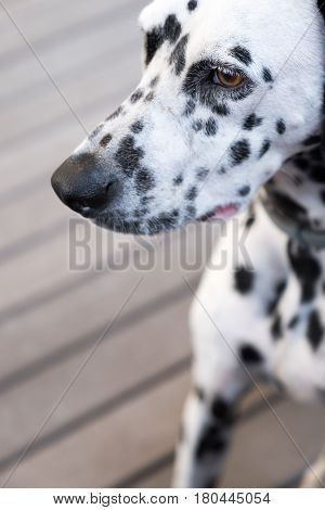 Head Of A Dalmatian Dog