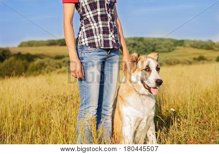Girl and central Asian shepherd walk in the park. He keeps the dog on the leash.