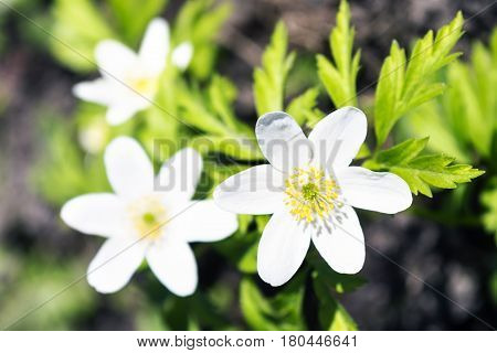 First spring flower - a forest anemony on a glade in the wood.
