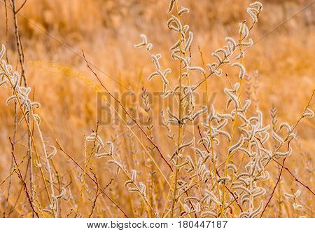 Meadow of Salix discolor (America Pussy Willow) seedpods