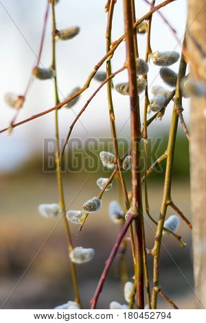 Branches of willow in early spring, shallow focus. Soft spring background with willow catkins selective focus. Beautiful springtime pussy-willow with catkins. Springtime easter symbol.
