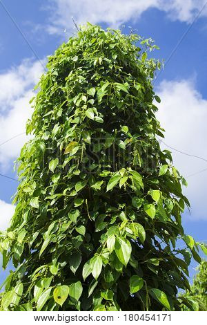 Pepper tree garden in the sunlight on Phu Quoc island, Vietnam