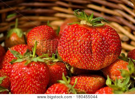 Fresh strawberries with leaves. Colored panno of berries. Garden harvest. Closeup. Wicker basket. Background of berries.