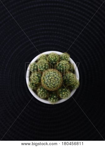 top view spot focus cactus on black mat