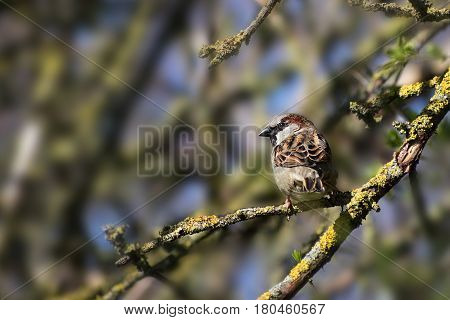 House sparrow male (Passer domesticus) small bird of the family Passeridae sitting on a branch in a tree copy space
