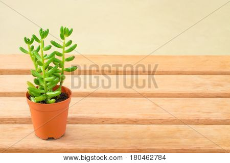 Small green banana succulent plant in the pot on wooden table.