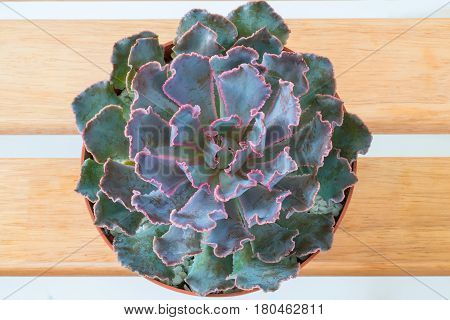 Top view purple pink succulent plant macro close up on wooden table background.