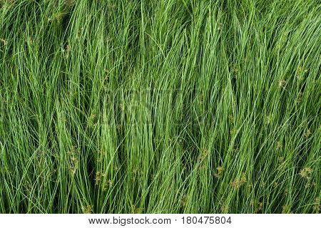 Cocograss Close Up Beautiful Green Nut Grass Pattern From Garden