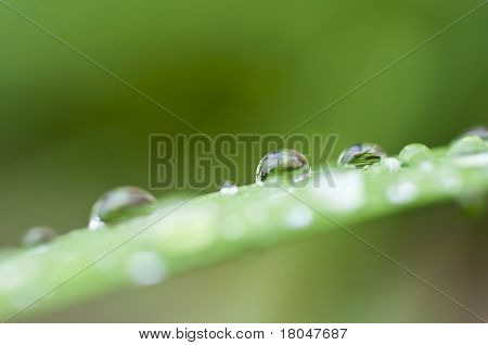 DROPS lehti