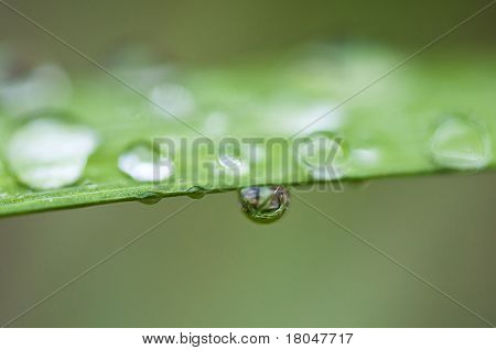 DROPS lehti