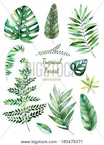 Tropical Leafy collection. Handpainted watercolor floral elements.