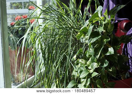 Lemongrass and philodendron plants on the floor inside a living room by the sliding glass. Philodendron and lemongrass houseplants in a sunny home window.