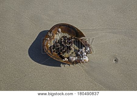 Sea shell encrusted Horseshoe crab. The crabs are marine arthropods of the family Limulidae.  They are invertebrates meaning that they lack a spine.