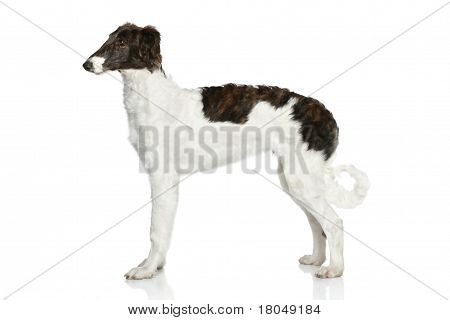 Filhote de cachorro russo Borzoi (5 meses)