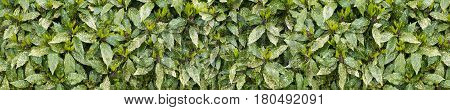 Spotted laurel bush hedge with new growth long horizontal background