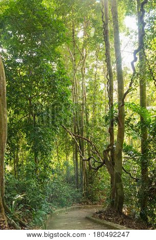 Lush Rainforest Danum Valley In Forest Phuket Thailand