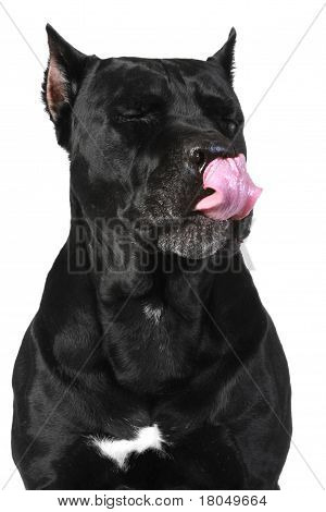 Cane Corso pies lizał