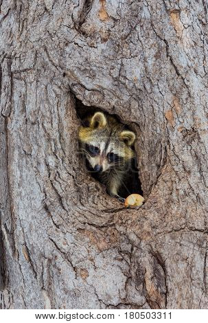 Bandit-masked raccoons looking out from its den in a cavity in an old tree.