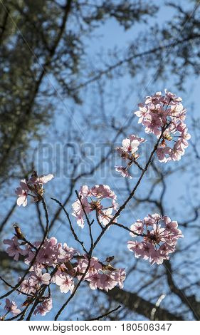 Cherry Tree Buds At The Tree