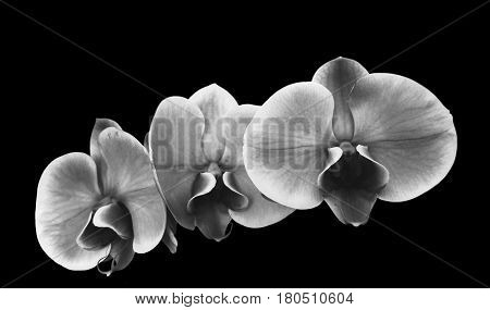 Photo background first floor flower orchids Black and white