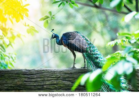 Beautiful Indian peafowl - Pavo cristatus - male (peacock) walking on the roof. Vibrant colors. Beauty in nature. Colored bird. Head with crown-3