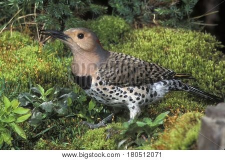 A Northern Flicker on moss at the forest edge
