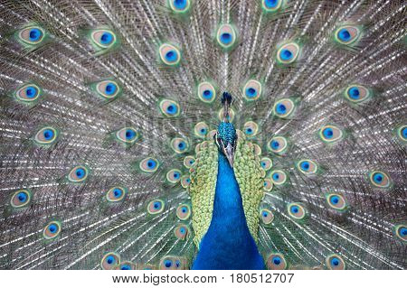 Beautiful Indian peafowl - Pavo cristatus - male (peacock) walking on the roof. Vibrant colors. Beauty in nature. Colored bird. Head with crown.