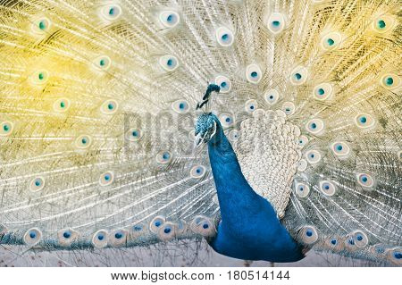 Beautiful Indian peafowl - Pavo cristatus - male (peacock) walking on the roof. Vibrant colors. Beauty in nature. Coloured bird. Head with crown.