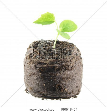 Seedling of Cucamelon (Melothria scabra) with two green cotyledon leaves and true leaf in clod of soil isolated on white background