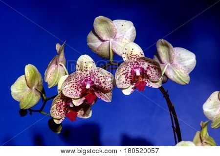 Moth Phalaenopsis White Purple dots Orchid blue background beautiful lovely