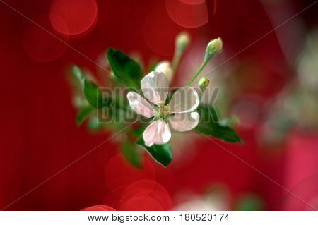 Crab apple tree white flower bokeh effect red background