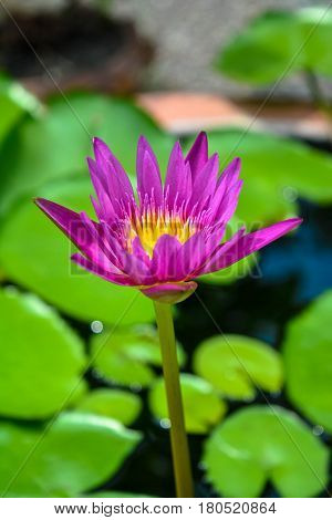 Lotus flowers is pink color in a pot.