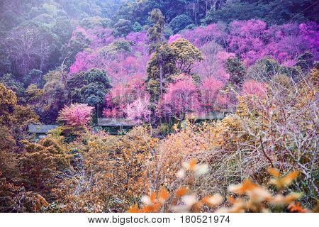 background nature natural mountain views. The flowers cerasoides. khunchangkain chiangmai thailand.