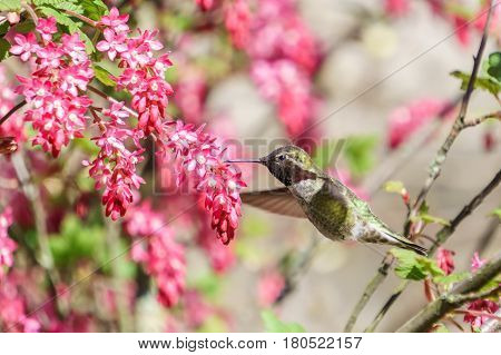 Green Hummingbird Bird Near The Flowers On Blury Background