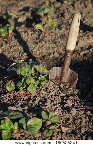 Bushes Of Strawberries On The Garden With Spade