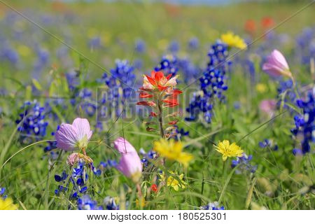 Blue Bonnet is at full bloom in Brenham, TX