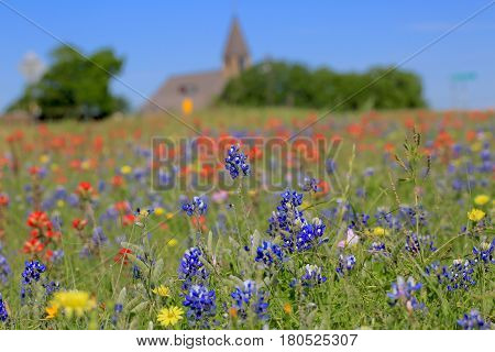 Blue Bonnet is at full bloom in Brenham, TX