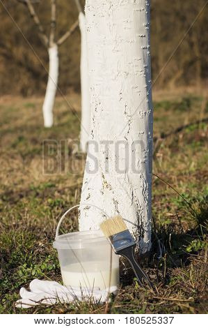 Spring Protection Of Fruit Trees In The Garden