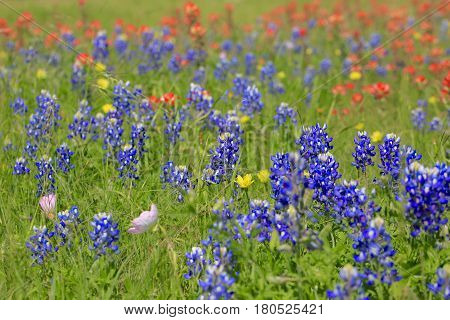 Blue Bonnet is at full bloom in Brenham, TX