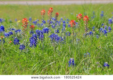 Blue Bonnet is at full bloom in Brenham, TX