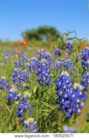 Blue Bonnet is at full bloom in Brenham, TX