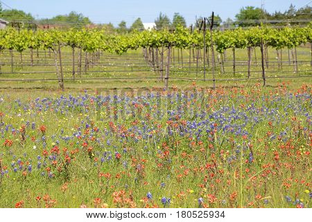 Blue Bonnet is at full bloom in Brenham, TX