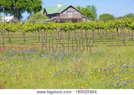 Blue Bonnet is at full bloom in Brenham, TX