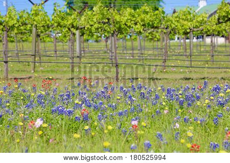 Blue Bonnet is at full bloom in Brenham, TX