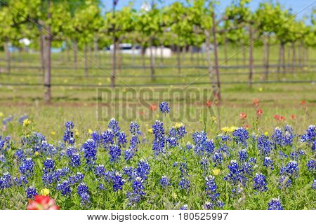 Blue Bonnet is at full bloom in Brenham, TX