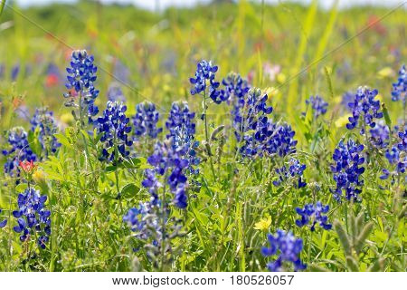 Blue Bonnet is at full bloom in Brenham, TX